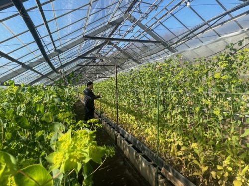 作業する森さん