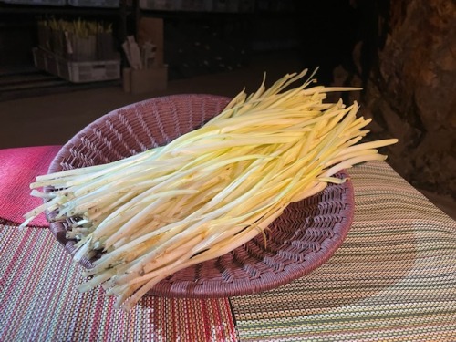 美咲町柵原地区で作る黄ニラ