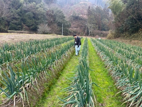 ネギ畑を見て回る下山さん