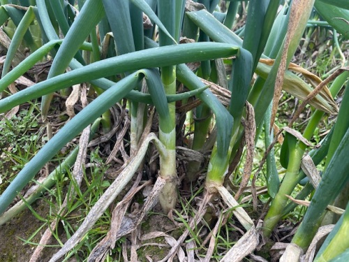 下山さんが栽培している白ネギ