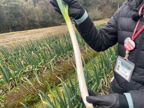 下山さんが栽培している白ネギ