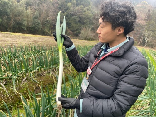 下山さんが栽培している白ネギ