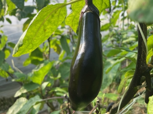 農産物紹介 JAグループ岡山 笑味（えみ）ちゃん天気予報 | RSK山陽放送