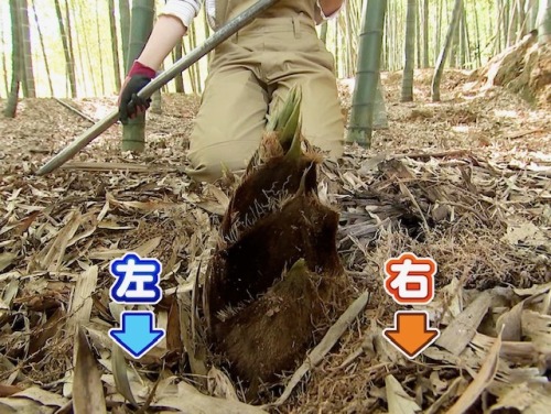タケノコ