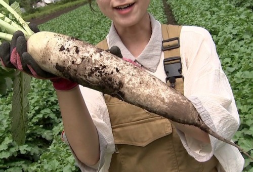 収穫したひるぜん大根
