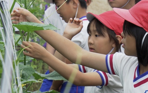 キュウリを育てる弓削小学校の生徒