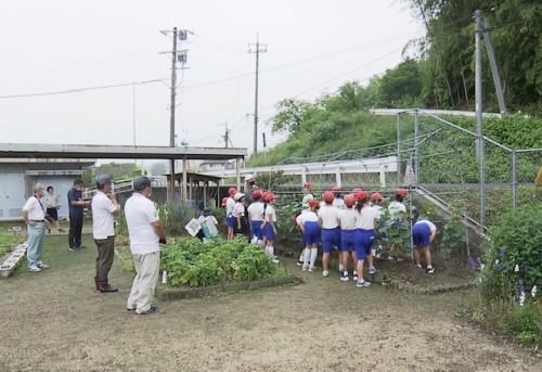キュウリの栽培をする弓削小学校の生徒