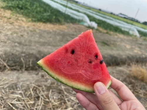 農産物紹介 JAグループ岡山 笑味（えみ）ちゃん天気予報 | RSK