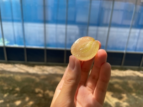 クイーンニーナの粒