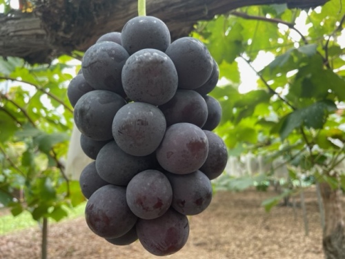 農産物紹介 JAグループ岡山 笑味（えみ）ちゃん天気予報 | RSK山陽放送