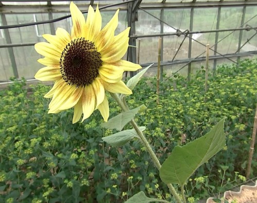 農産物紹介 JAグループ岡山 笑味（えみ）ちゃん天気予報 | RSK山陽放送