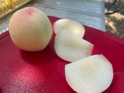 さくひめの断面