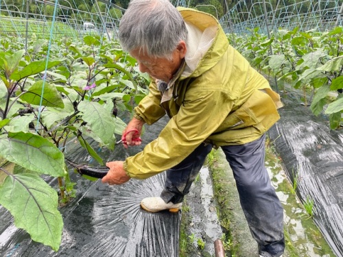ナスを収穫する金木さん