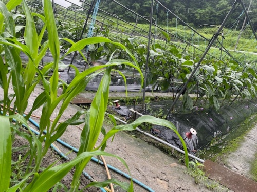 天敵栽培と風よけに植えられたソルゴー