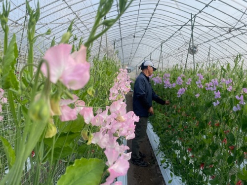 農産物紹介 JAグループ岡山 笑味（えみ）ちゃん天気予報 | RSK山陽放送