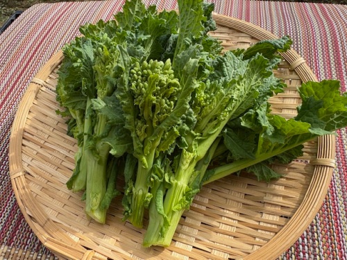 収穫した菜花