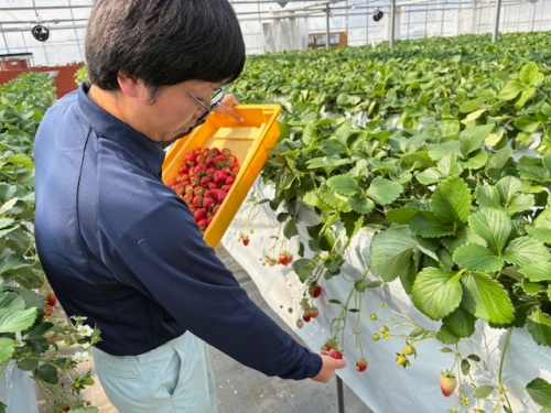 イチゴ収穫中
