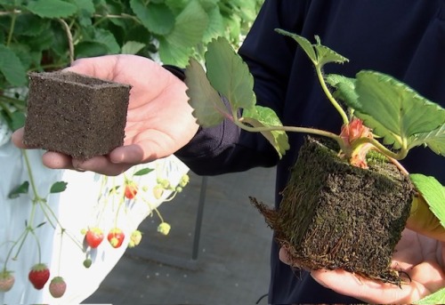 イチゴエクセルキューブ