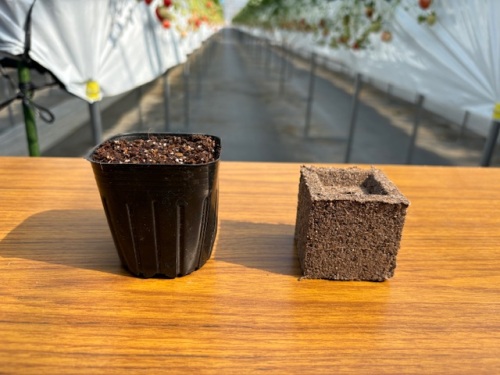 ポリポット、イチゴエクセルキューブ