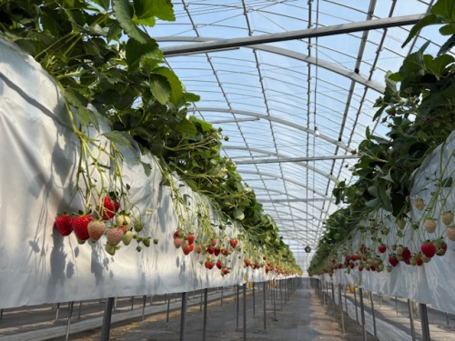 実ったイチゴたち