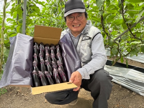 備南地区特産の『千両なす』