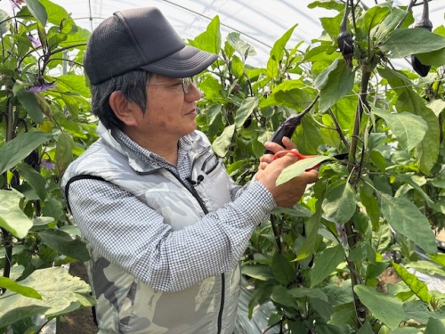 千両なすを見る大崎さん
