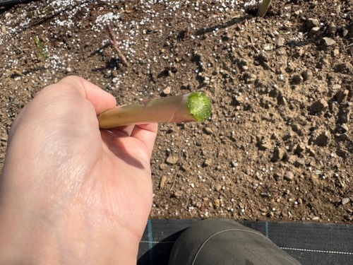 アスパラガスの切った茎