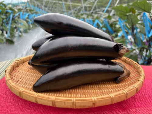 筑陽(ちくよう)