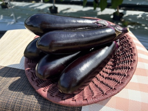 夏秋なすの筑陽(ちくよう)