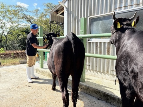 内田さんと自慢の牛たち