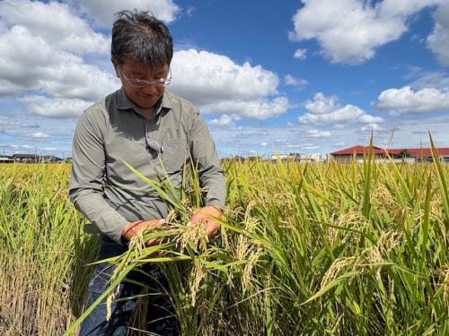 生産者にとっても、魅力的な品種！