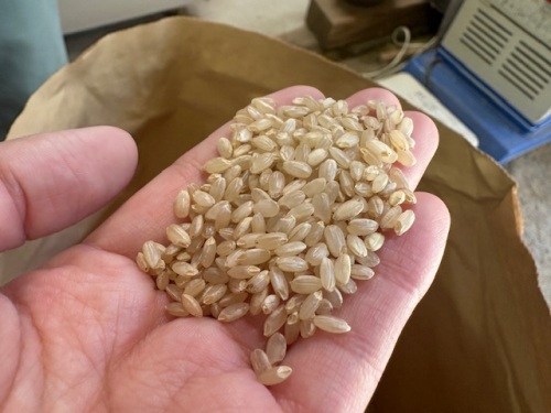 白く透き通った粒がいいんだそうです