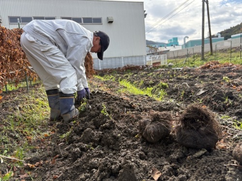収穫中の加藤さん