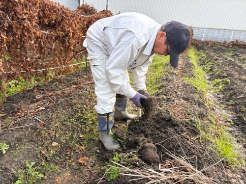 収穫中の加藤さん2