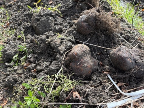 掘り起こされた山の芋
