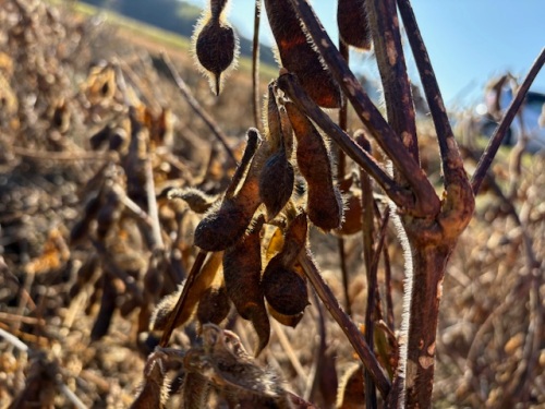 収穫前の乾燥させた作州黒