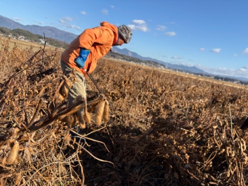畑で作業中の水田さん