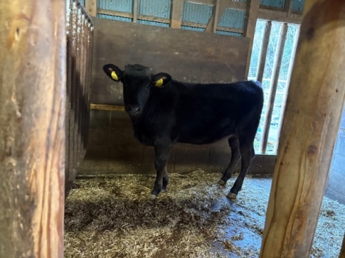 緊張気味な子牛