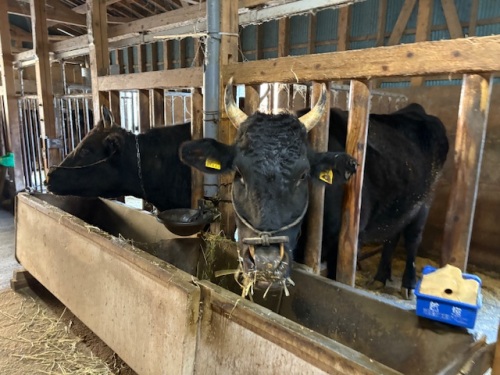 千屋牛の元となる子牛