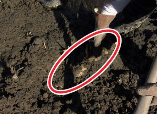 髙橋さんが土の中に埋まっている子レンコンを探し当てる