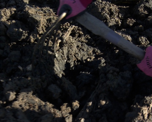 ハローさんがレンコンを収穫するため、クワで土を掘り出す