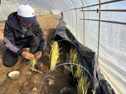 栽培中の黄ニラ