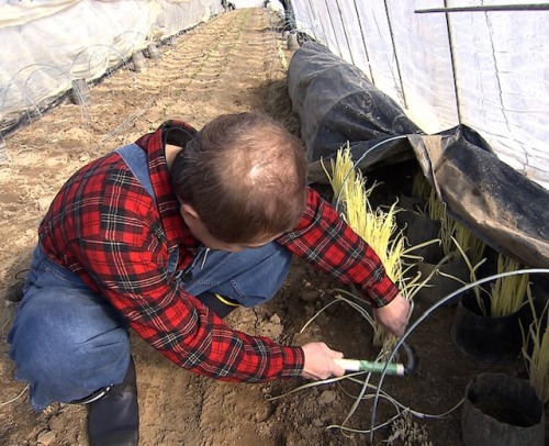 黄ニラを収穫するハローさん