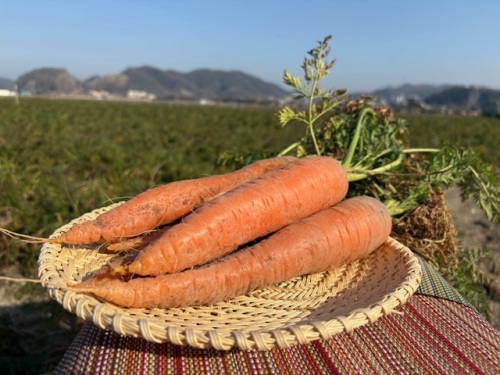 まっすぐで大きいニンジン！