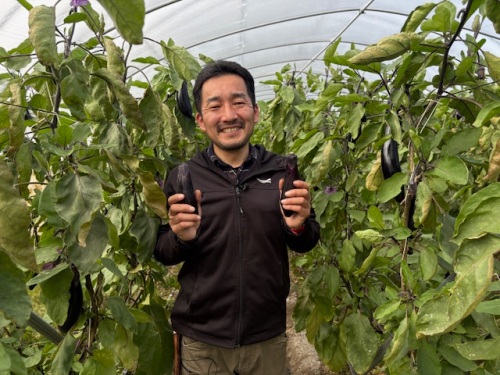 総社市 福井地区の千両なす