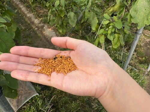 金ゴマだそうです