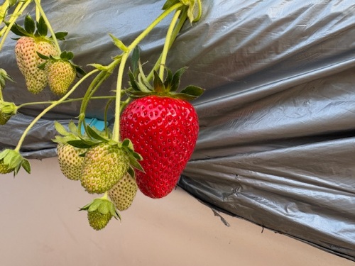 栽培中の晴苺