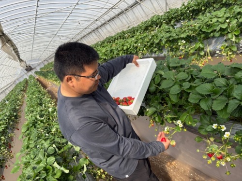 苺を収穫する奥山さん