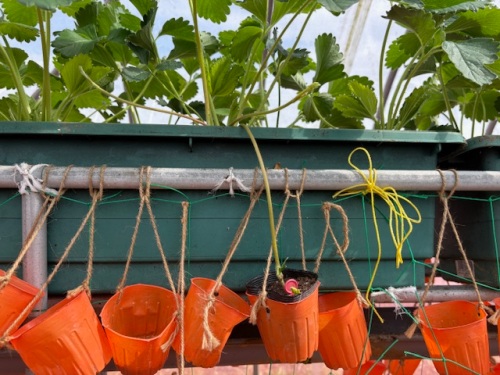 Uピンで固定された細いつる