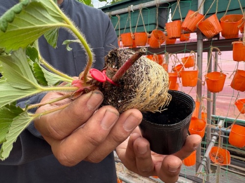 ポットの中の苗